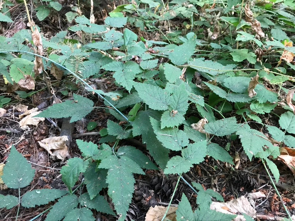 Rubus ursinus is our native blackberry — a small, mostly ground-hugging vine that is more tolerant of shade than other varieties.